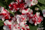 semi double f1 mix impatiens seeds