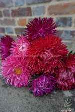 semi dwarf jewel aster china aster seeds