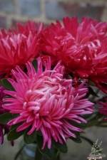 semi dwarf jewel aster china aster seeds