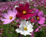 sensation mix cosmos seeds
