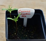 sensation mix cosmos seeds