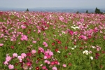sensation mix cosmos seeds
