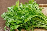 serrated leaf shungiku seeds