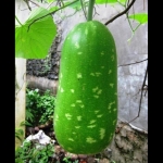 short mottled green gourd seeds