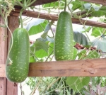 short mottled green gourd seeds