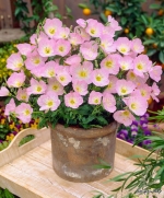 showy evening primrose seeds
