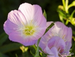 showy evening primrose seeds