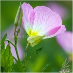 showy evening primrose seeds