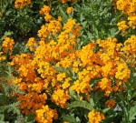 siberian wallflower seeds