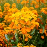 siberian wallflower seeds