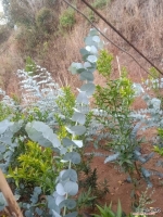 silver dollar eucalyptus seeds
