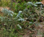 silver dollar eucalyptus seeds