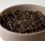 single mix moss rose seeds