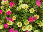 single mix moss rose seeds