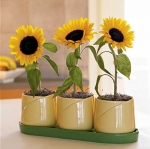 single dwarf sunflower seeds