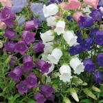 single mix cantebury bells seeds