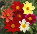 single mix dwarf dahlia seeds