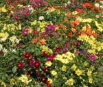 single mix dwarf dahlia seeds
