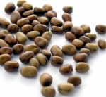 small bell bean seeds