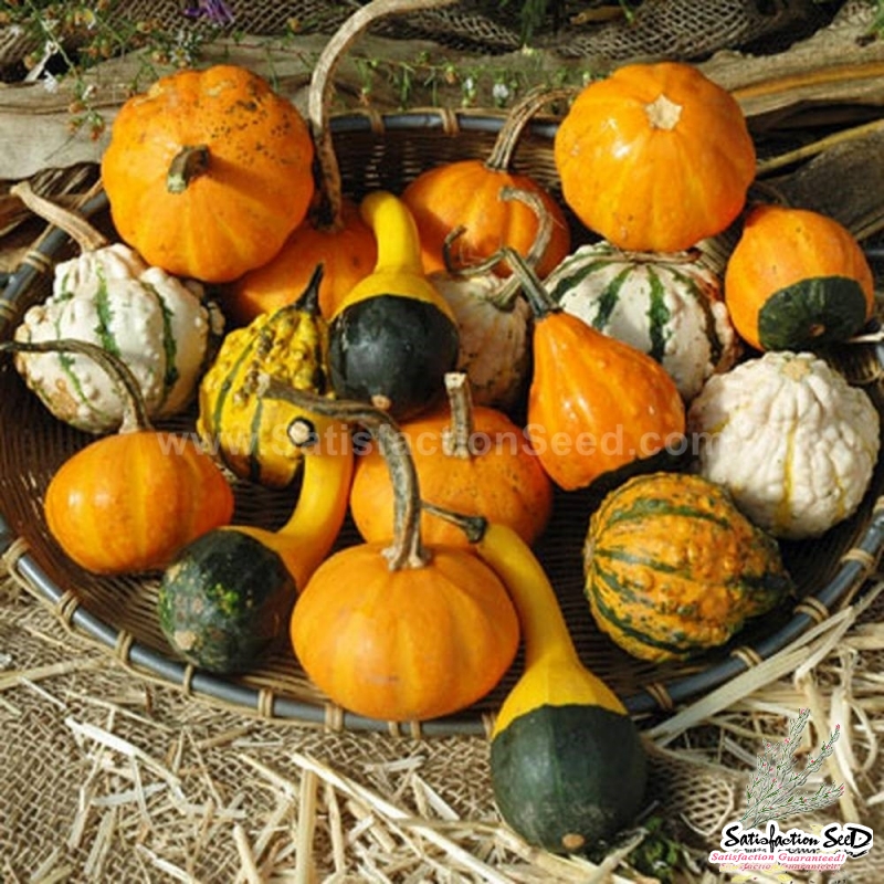 small ornamental mix gourd seeds