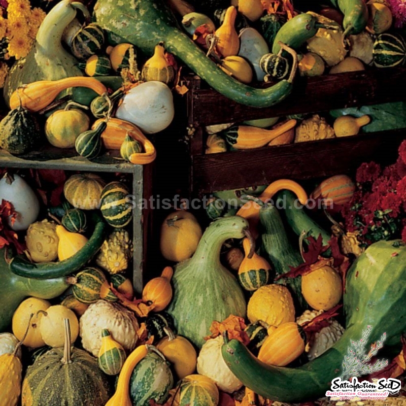 small ornamental mix gourd seeds