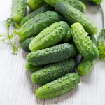 smr58 pickling cucumber seeds