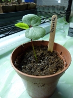 sour rosella seeds