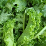 southern giant curled mustard seeds