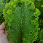 southern giant curled mustard seeds