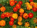 sparky mix french marigold seeds