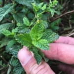 spearmint seeds