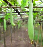 sponge gourd luffa seeds