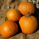 spookie pumpkin seeds