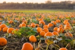 spookie pumpkin seeds