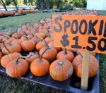 spookie pumpkin seeds