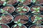 strawberry fields gomphrena seeds