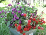 strawberry fields gomphrena seeds