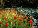 strawberry fields gomphrena seeds