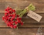 strawberry fields gomphrena seeds