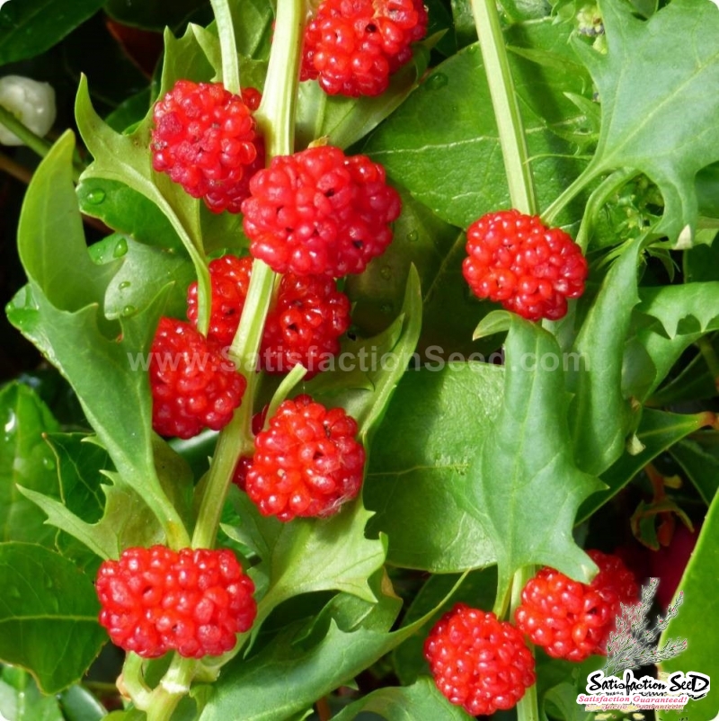strawberry spinach seeds