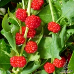 strawberry spinach seeds