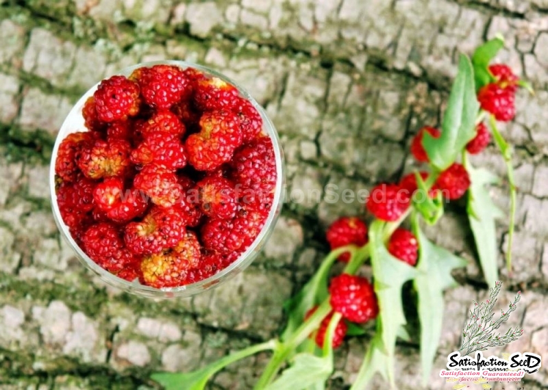 strawberry spinach seeds