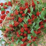 strawberry spinach seeds