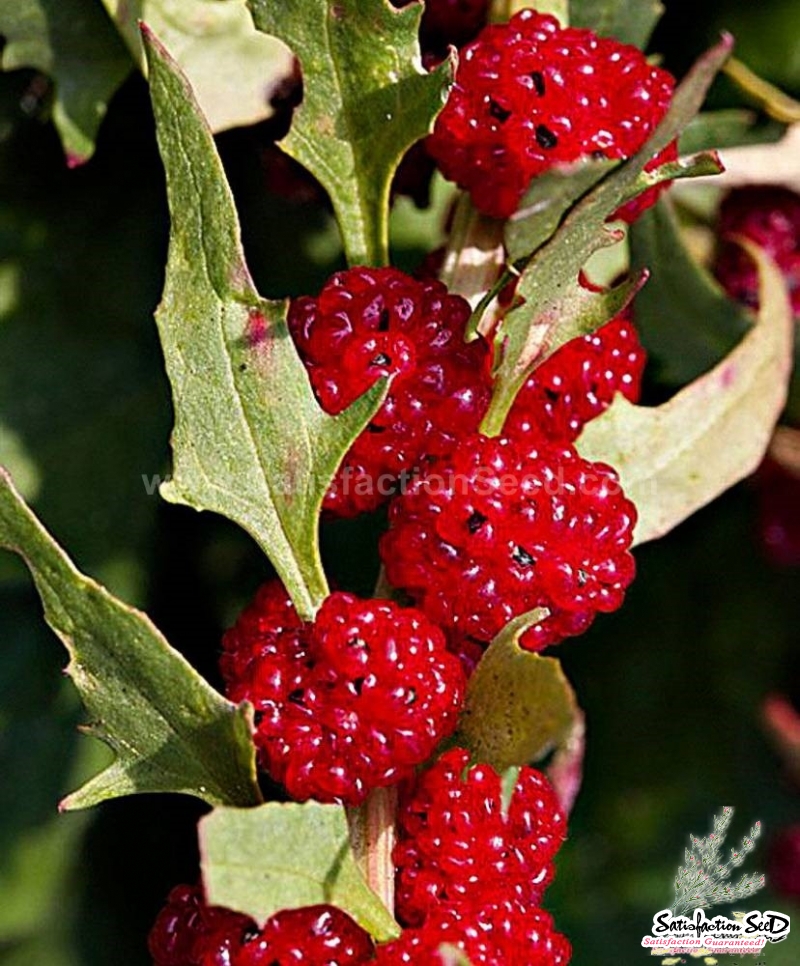 strawberry spinach seeds