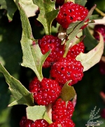 strawberry spinach seeds