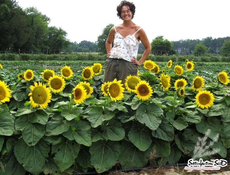 Sunspot 60cm Dwarf Sunflower Seed Satisfaction 100