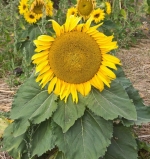 sunspot 60cm dwarf sunflower seeds