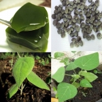 suong sam long yanang jelly plant seeds