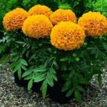 super dwarf 20cm f1 african marigold seeds