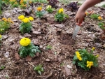 super dwarf 20cm f1 african marigold seeds